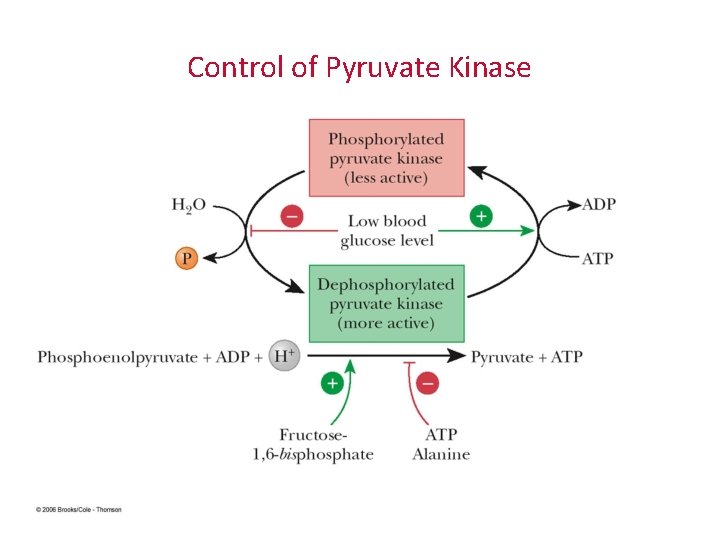 Control of Pyruvate Kinase 