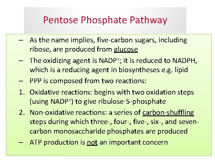 Pentose Phosphate Pathway – As the name implies, five-carbon sugars, including ribose, are produced