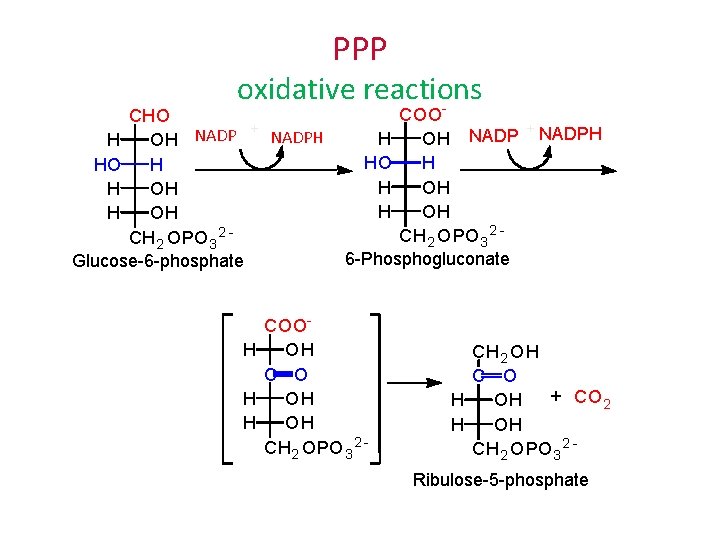 PPP oxidative reactions - CHO H OH NADP HO H H OH CH 2