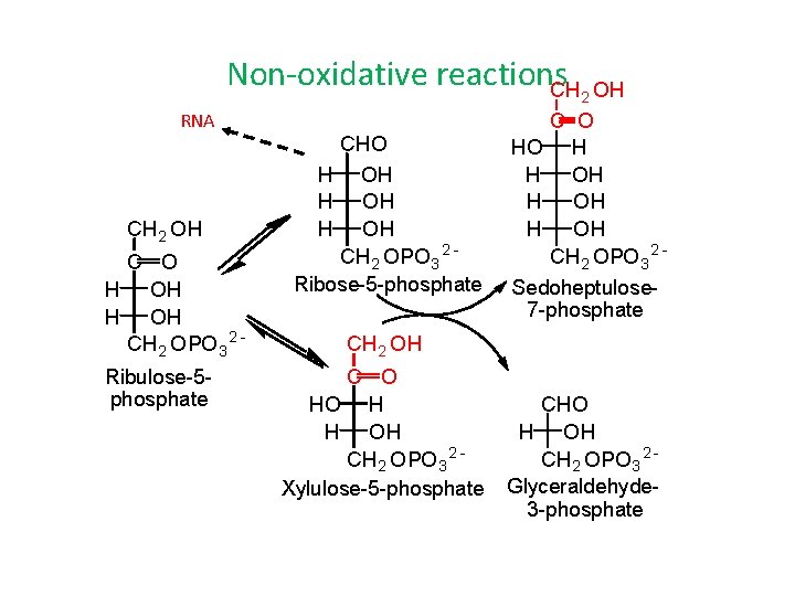Non-oxidative reactions CH 2 OH RNA CH 2 OH C O H OH CH