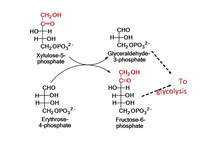 To glycolysis 
