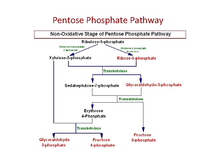 Pentose Phosphate Pathway 