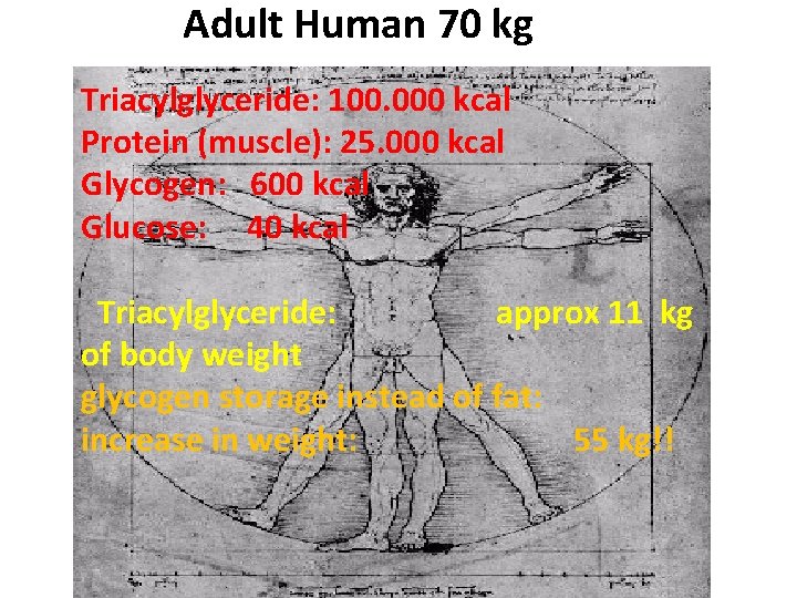 Adult Human 70 kg Triacylglyceride: 100. 000 kcal Protein (muscle): 25. 000 kcal Glycogen: