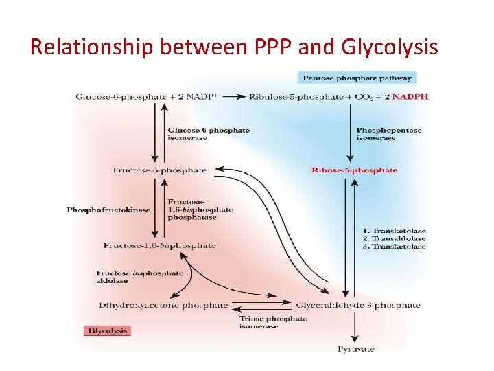 Relationship between PPP and Glycolysis 
