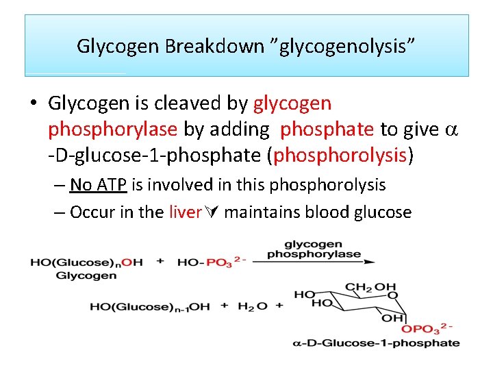 Glycogen Breakdown ”glycogenolysis” • Glycogen is cleaved by glycogen phosphorylase by adding phosphate to