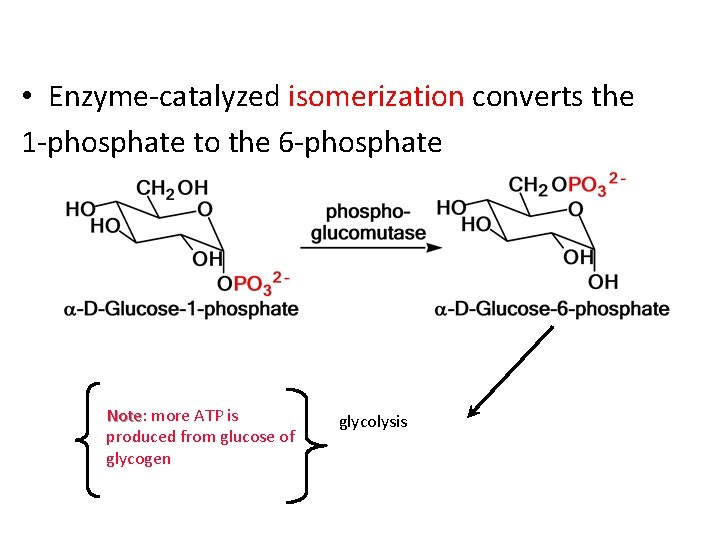  • Enzyme-catalyzed isomerization converts the 1 -phosphate to the 6 -phosphate Note: Note