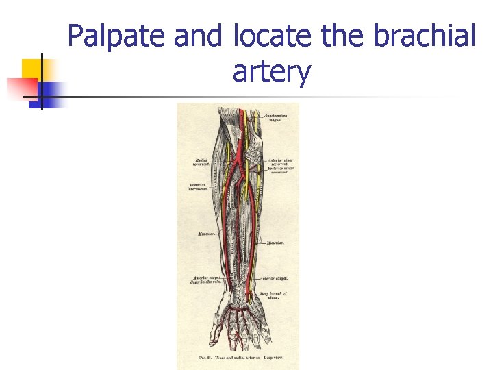 Palpate and locate the brachial artery 