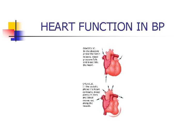 HEART FUNCTION IN BP 