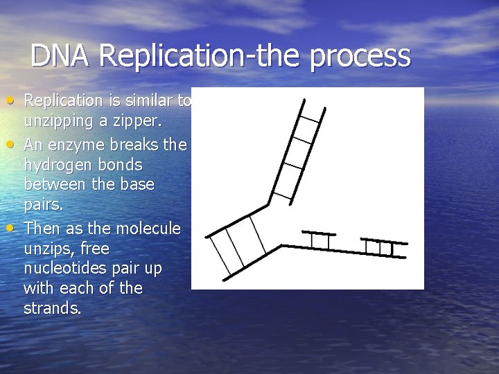 DNA Replication-the process • Replication is similar to • • unzipping a zipper. An