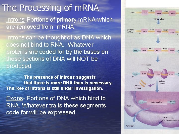 The Processing of m. RNA Introns-Portions of primary m. RNA which are removed from