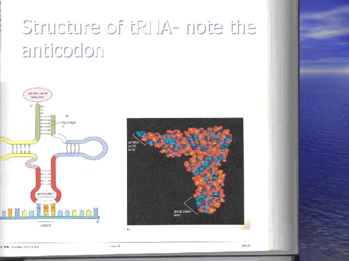 Structure of t. RNA- note the anticodon 