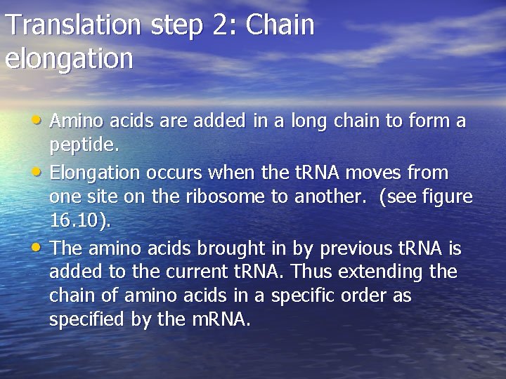 Translation step 2: Chain elongation • Amino acids are added in a long chain