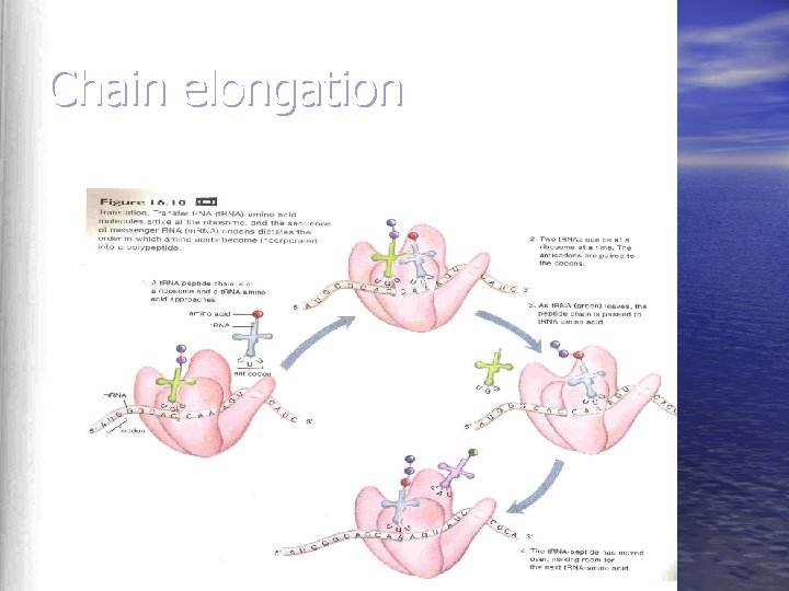 Chain elongation 