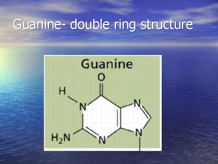 Guanine- double ring structure 1 2 