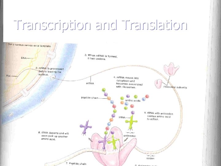 Transcription and Translation 