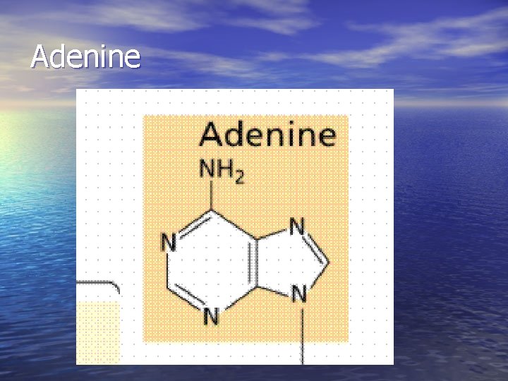 Adenine 