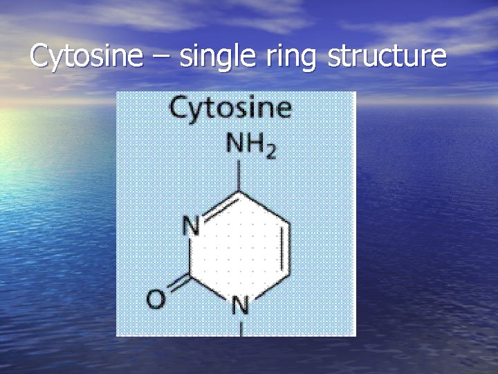 Cytosine – single ring structure 