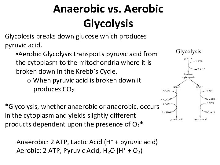 Anaerobic vs. Aerobic Glycolysis Glycolosis breaks down glucose which produces pyruvic acid. • Aerobic