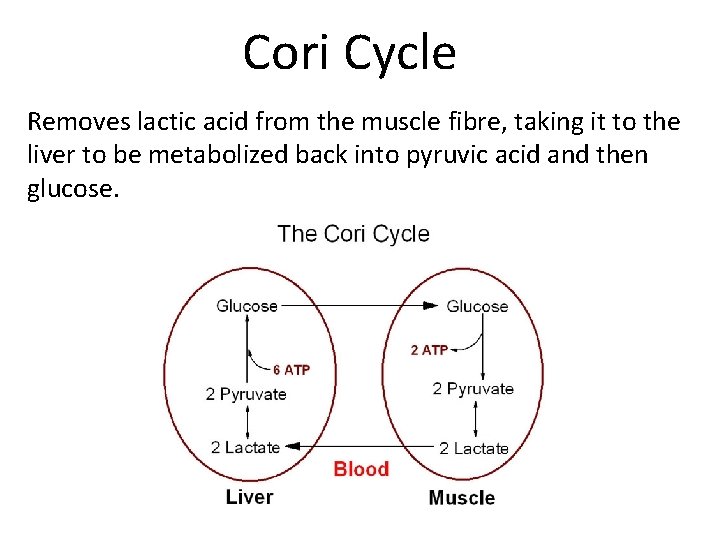 Cori Cycle Removes lactic acid from the muscle fibre, taking it to the liver