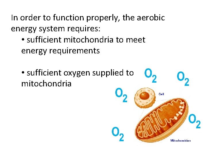 In order to function properly, the aerobic energy system requires: • sufficient mitochondria to