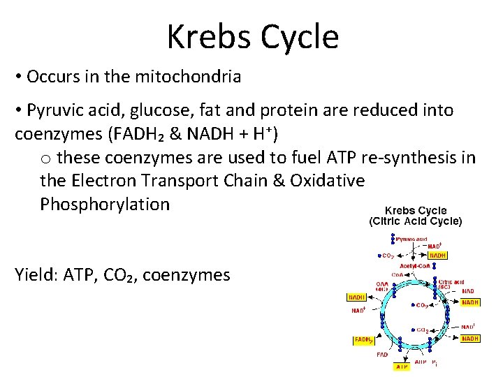 Krebs Cycle • Occurs in the mitochondria • Pyruvic acid, glucose, fat and protein