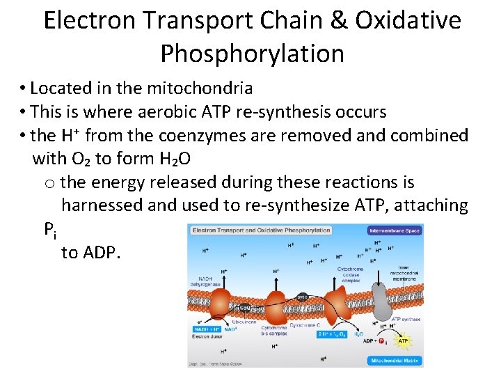 Electron Transport Chain & Oxidative Phosphorylation • Located in the mitochondria • This is