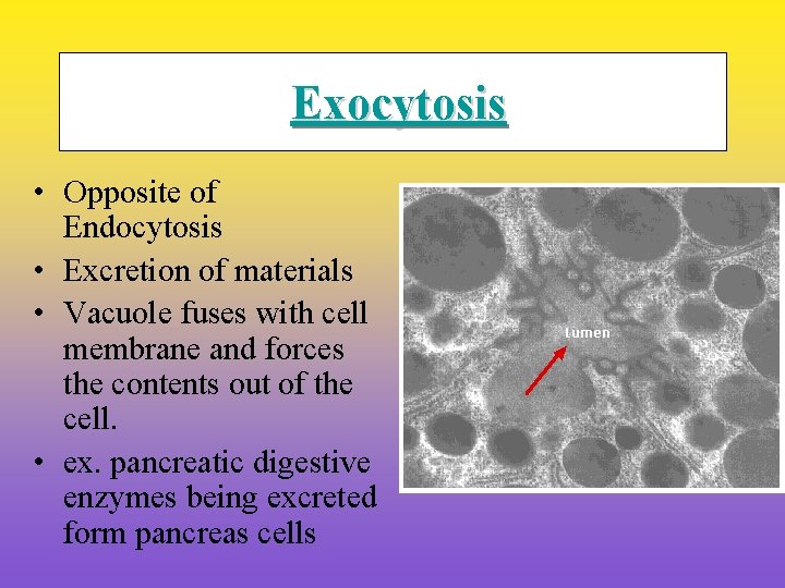 Exocytosis • Opposite of Endocytosis • Excretion of materials • Vacuole fuses with cell