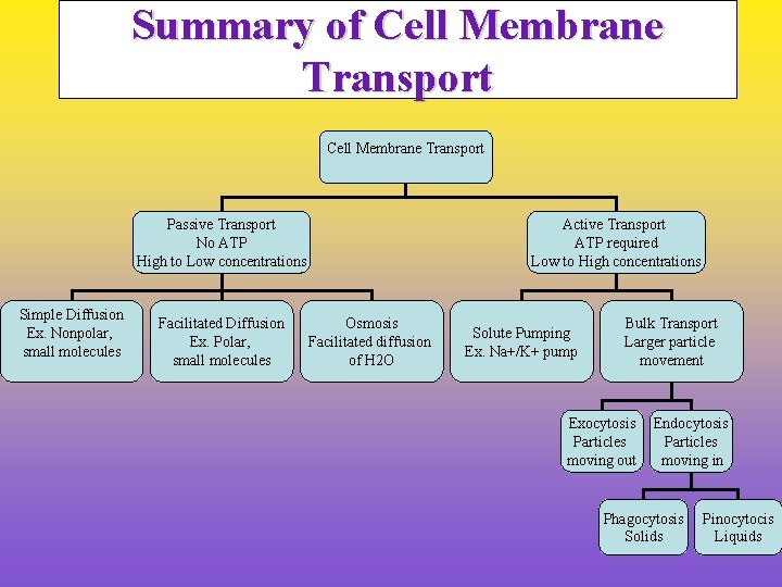 Summary of Cell Membrane Transport Passive Transport No ATP High to Low concentrations Simple