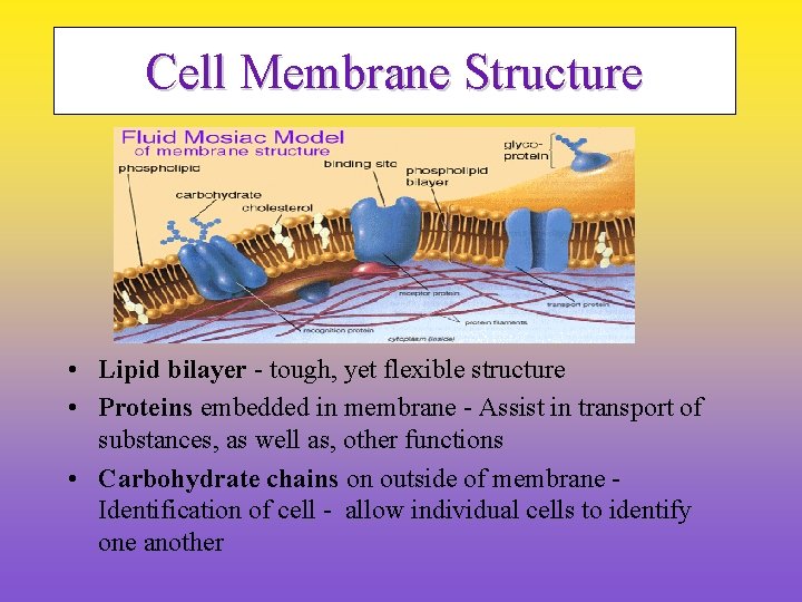 Cell Membrane Structure • Lipid bilayer - tough, yet flexible structure • Proteins embedded
