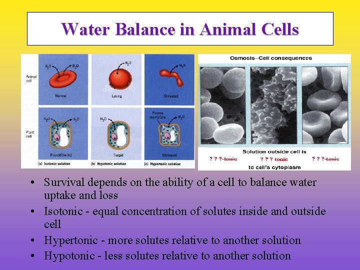 Water Balance in Animal Cells • Survival depends on the ability of a cell