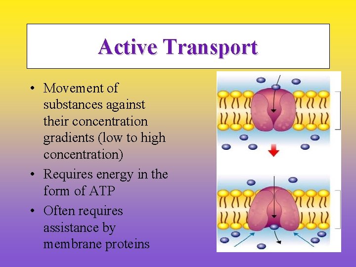 Active Transport • Movement of substances against their concentration gradients (low to high concentration)