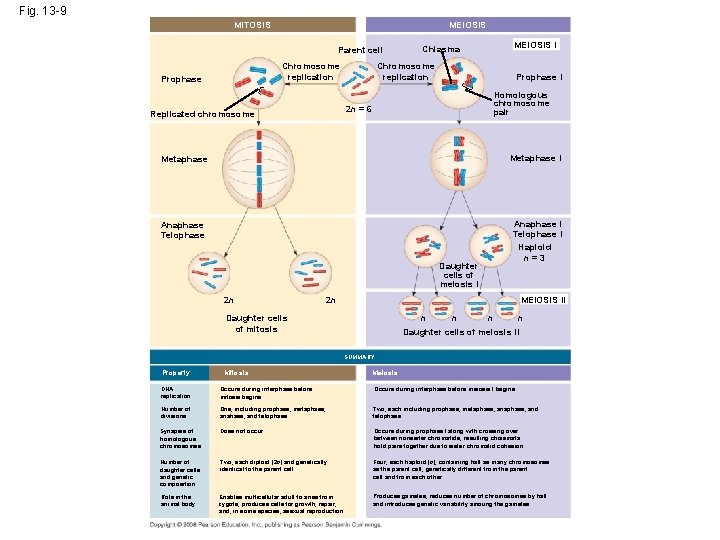 Fig. 13 -9 MITOSIS MEIOSIS Parent cell Chromosome replication Prophase Chiasma Chromosome replication Prophase