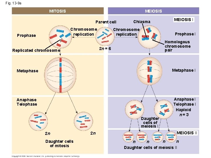 Fig. 13 -9 a MITOSIS MEIOSIS Parent cell Chromosome replication Prophase Chiasma Chromosome replication