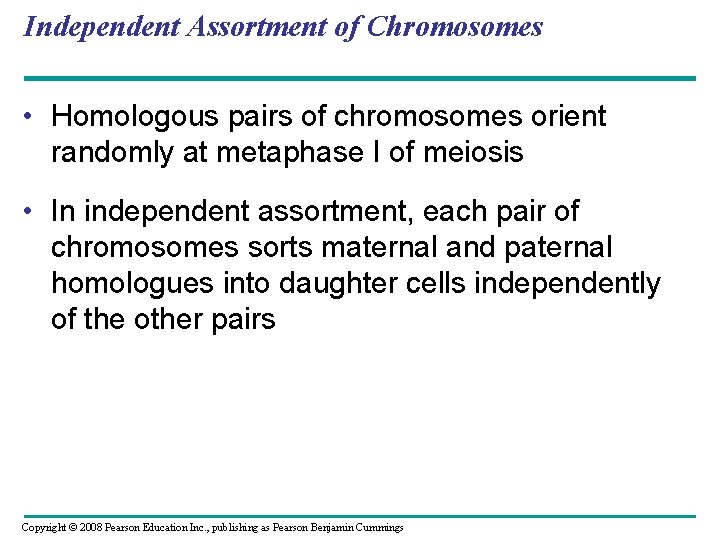 Independent Assortment of Chromosomes • Homologous pairs of chromosomes orient randomly at metaphase I