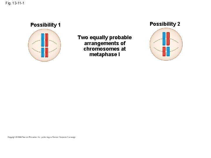 Fig. 13 -11 -1 Possibility 2 Possibility 1 Two equally probable arrangements of chromosomes