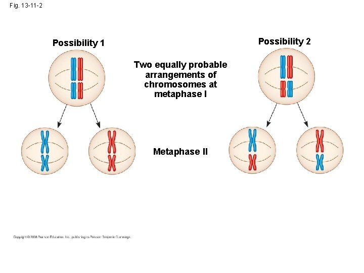 Fig. 13 -11 -2 Possibility 1 Two equally probable arrangements of chromosomes at metaphase