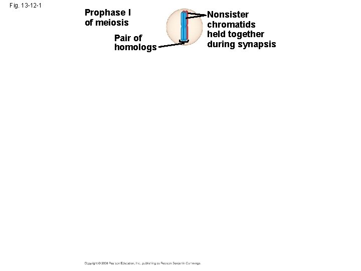 Fig. 13 -12 -1 Prophase I of meiosis Pair of homologs Nonsister chromatids held