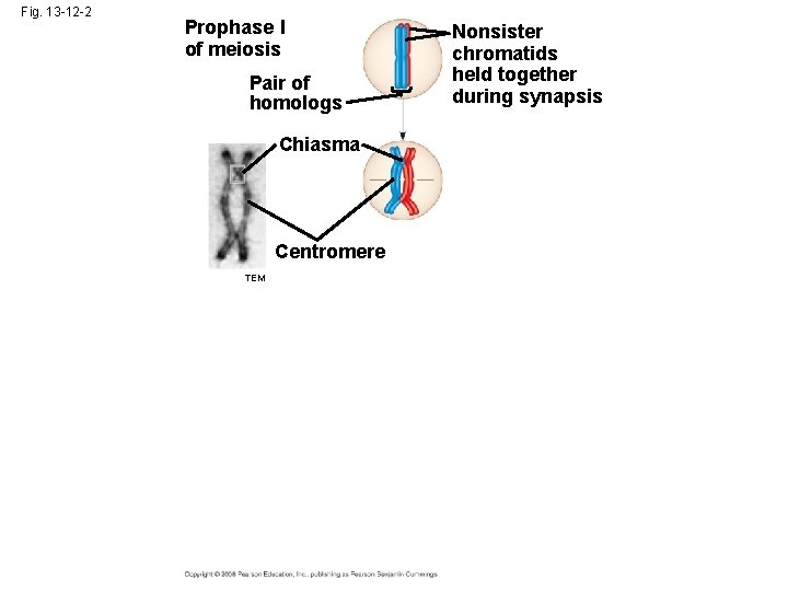 Fig. 13 -12 -2 Prophase I of meiosis Pair of homologs Chiasma Centromere TEM