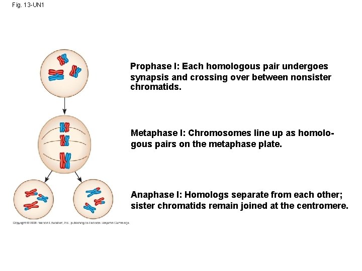 Fig. 13 -UN 1 Prophase I: Each homologous pair undergoes synapsis and crossing over