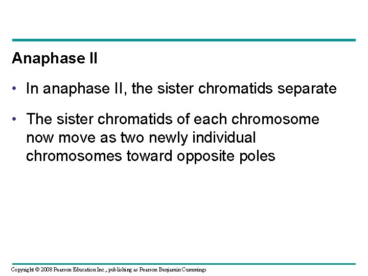 Anaphase II • In anaphase II, the sister chromatids separate • The sister chromatids