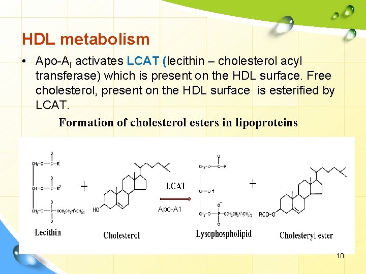 HDL metabolism • Apo-AI activates LCAT (lecithin – cholesterol acyl transferase) which is present