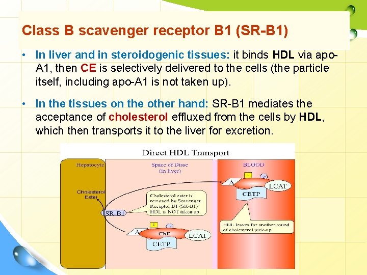 Class B scavenger receptor B 1 (SR-B 1) • In liver and in steroidogenic