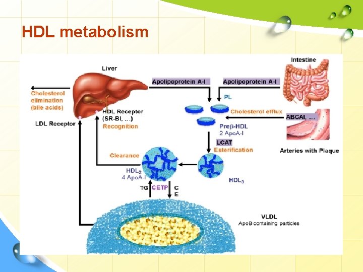 HDL metabolism 
