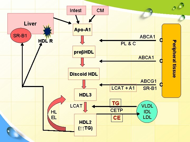 Intest CM Liver Apo-A 1 SR-B 1 ABCA 1 PL & C C preβHDL