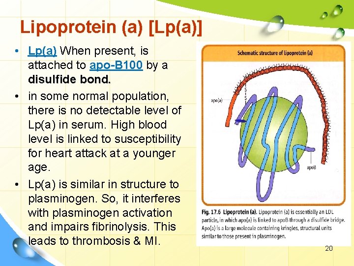 Lipoprotein (a) [Lp(a)] • Lp(a) When present, is attached to apo-B 100 by a