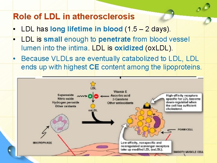 Role of LDL in atherosclerosis • LDL has long lifetime in blood (1. 5