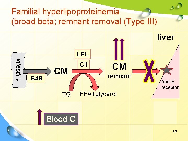 Familial hyperlipoproteinemia (broad beta; remnant removal (Type III) liver LPL intestine B 48 CM