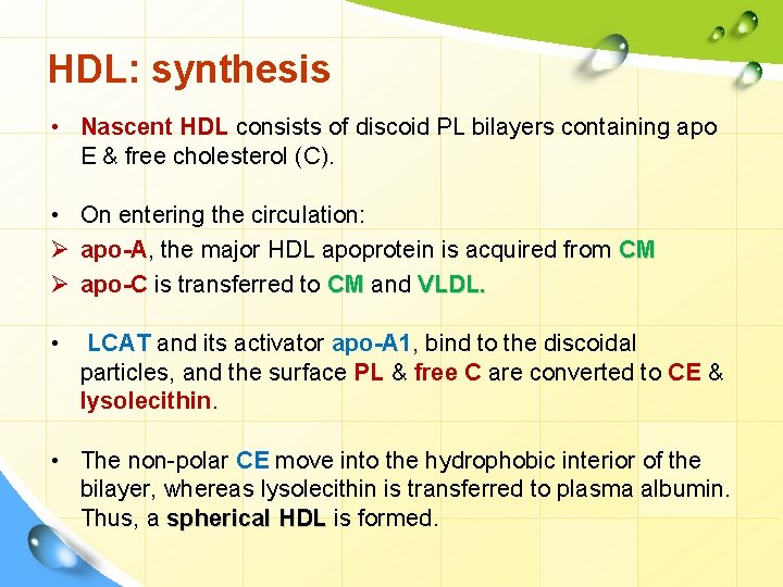 HDL: synthesis • Nascent HDL consists of discoid PL bilayers containing apo E &