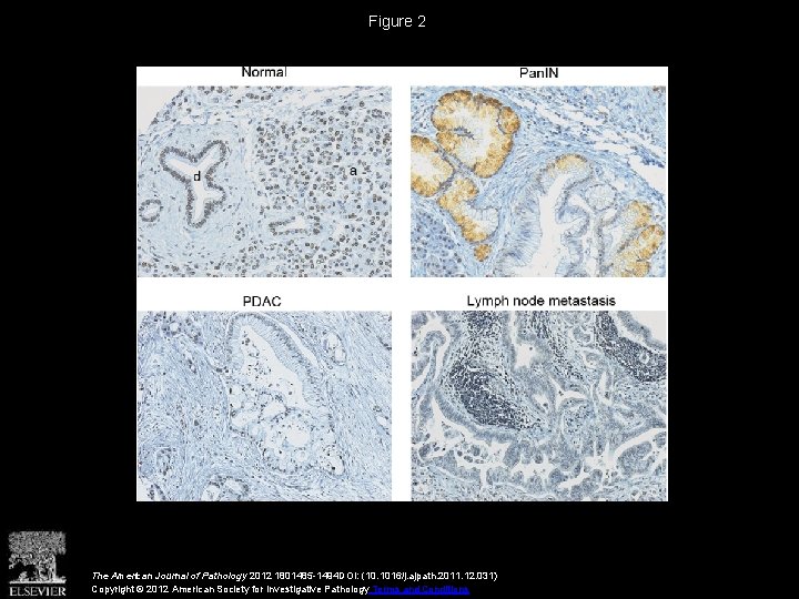 Figure 2 The American Journal of Pathology 2012 1801485 -1494 DOI: (10. 1016/j. ajpath.