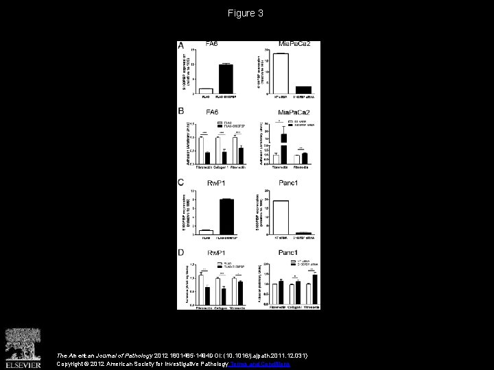 Figure 3 The American Journal of Pathology 2012 1801485 -1494 DOI: (10. 1016/j. ajpath.